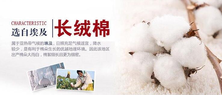 埃及長絨棉